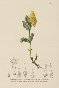 Paederota amarela (Paederota Ageria, Paederota lutea) de German School