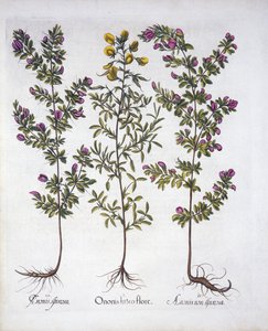 Resto-grade amarela, Resto-grade cor-de-rosa e Resto-Grade espinhosa cor-de-rosa, de Hortus Eystettensis, por Basil Besler (1561-1629), bar. 1613 (gravura colorida à mão) de German School