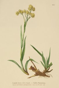 Corrimão de Madeira Amarelo (Luzula lutea) de German School