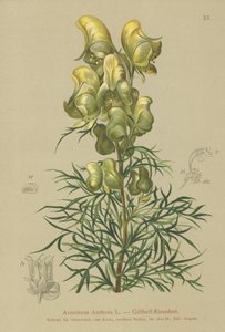 Monkshood amarelo (Aconitum anthora) de German School