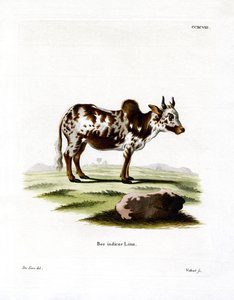 Zebu (gravação a cores) de German School