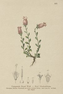 Zois Bellflower (Campanula Zoysii) de German School