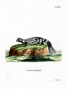 Zorilla (gravação a cores) de German School