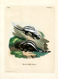 Zorilla (gravação a cores) de German School