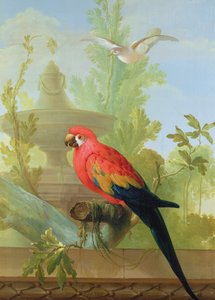 Uma arara e uma pomba em um jardim ornamental, 1772 de Gerrit van den Heuvel