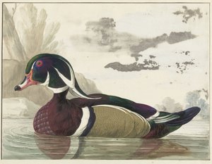 pato carolina de Gerrit van den Heuvel