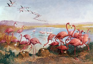 Flamingos cor-de-rosa