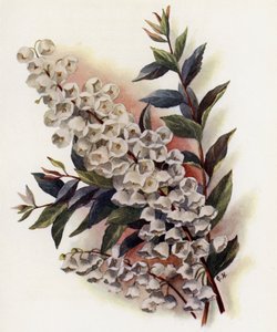 Linda botes V Cassinefolia