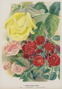 Rosas Conservadoras