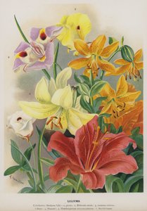 liliums
