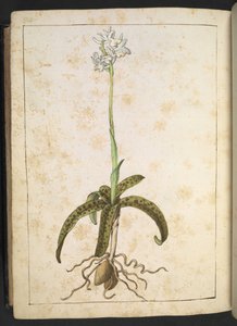 Uma planta com pétalas brancas, de "Pinturas de Flora dos Estados Romanos" de Gherardo Cibo, Acrescente MS 22333, f173v, c.1564-84 (aguarela e guache sobre papel) de Gherardo Cibo