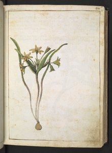 Uma planta com flores amarelas, de "Paintings of Flora of the Roman States" de Gherardo Cibo, Add MS 22333, f036r, c.1564-84 (aguarela e guache sobre papel) de Gherardo Cibo