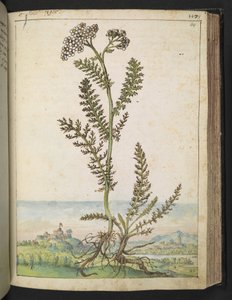 Achillea millefolium: Uma planta do tipo feto alto com flores brancas, de "Pinturas da Flora dos Estados Romanos" de Gherardo Cibo, Add MS 22333, f114r, c.1564-84 (aguarela e guache sobre papel)