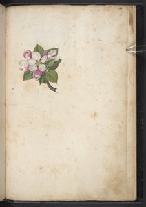 Adicionar MS 22333 f61r, Flor, de 