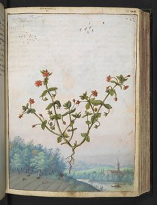 Anagalis arvensis: Uma planta com flores vermelhas, de "Pinturas da Flora dos Estados Romanos" de Gherardo Cibo, Acrescentar MS 22333, f074r, c.1564-84 (aquarela e guache sobre papel) de Gherardo Cibo