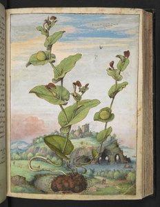 Aristolochia rotunda: Uma planta frutífera, de "Pinturas da Flora dos Estados Romanos" de Gherardo Cibo, Acrescentar MS 22333, f078r, c.1564-84 (aquarela e guache sobre papel) de Gherardo Cibo