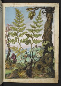 Asplenium adianthum nigrum, de "Pinturas de Flora dos Estados Romanos" de Gherardo Cibo, Add MS 22333, f018r, c.1564-84 (aguarela e guache sobre papel) de Gherardo Cibo