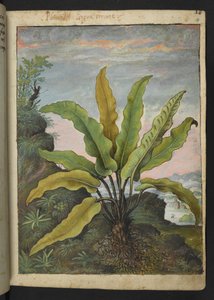Asplenium scolopendrium, de "Pinturas da Flora dos Estados Romanos" de Gherardo Cibo, Acrescentar MS 22333, f014r, c.1564-84 (aquarela e guache sobre papel) de Gherardo Cibo