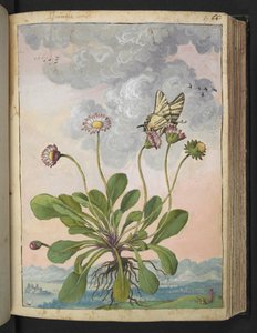 Bellis perennis, de "Pinturas da Flora dos Estados Romanos" de Gherardo Cibo, Acrescentar MS 22333, f067r, c.1564-84 (aquarela e guache sobre papel) de Gherardo Cibo