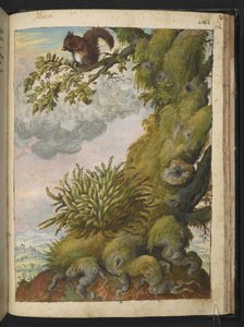 Bryophyte (musgo) e um esquilo sentado no ramo de uma árvore, de "Pinturas de Flora dos Estados Romanos" de Gherardo Cibo, Add MS 22333, f172r, c.1564-84 (aguarela e guache sobre papel) de Gherardo Cibo