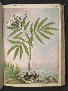 Cardamine heptaphylla, de "Pinturas da Flora dos Estados Romanos" de Gherardo Cibo, Acrescentar MS 22333, f127r, c.1564-84 (aquarela e guache sobre papel) de Gherardo Cibo