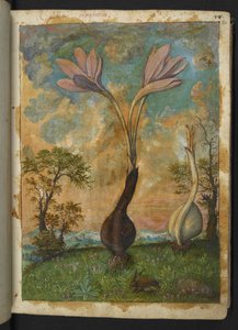Colchicum autumnale, de "Paintings of Flora of the Roman States" de Gherardo Cibo, Add MS 22333, f022r, c.1564-84 (aguarela e guache sobre papel) de Gherardo Cibo