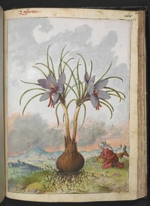 Crocus sativus (Açafrão), de "Pinturas da Flora dos Estados Romanos" de Gherardo Cibo, Acrescentar MS 22333, f160r, c.1564-84 (aquarela e guache sobre papel) de Gherardo Cibo