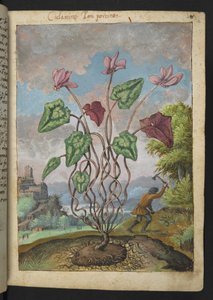 Cyclamen hederifolium, de "Pinturas da Flora dos Estados Romanos" de Gherardo Cibo, Acrescentar MS 22333, f012r, c.1564-84 (aquarela e guache sobre papel) de Gherardo Cibo
