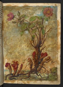 Cytinus hypocistis, de "Pinturas de Flora dos Estados Romanos" de Gherardo Cibo, Add MS 22333, f009r, c.1564-84 (aguarela e guache sobre papel) de Gherardo Cibo