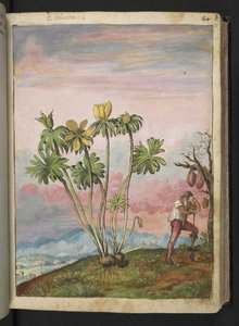 Eranthis hyemalis, de "Pinturas da Flora dos Estados Romanos" de Gherardo Cibo, Acrescentar MS 22333, f038r, c.1564-84 (aquarela e guache sobre papel) de Gherardo Cibo
