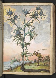 Eryngium maritimum, de "Pinturas de Flora dos Estados Romanos" de Gherardo Cibo, Add MS 22333, f047r, c.1564-84 (aguarela e guache sobre papel) de Gherardo Cibo