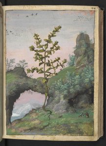 Euphrasia officinalis, de "Pinturas da Flora dos Estados Romanos" de Gherardo Cibo, Acrescentar MS 22333, f041r, c.1564-84 (aquarela e guache sobre papel) de Gherardo Cibo