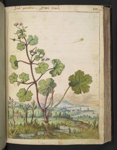 Geranium rotundifolium: Uma planta com flores rosa. , de "Pinturas da Flora dos Estados Romanos" de Gherardo Cibo, Acrescentar MS 22333, f098r, c.1564-84 (aquarela e guache sobre papel) de Gherardo Cibo