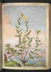 Helianthemum nummularium, de "Pinturas da Flora dos Estados Romanos" de Gherardo Cibo, Acrescentar MS 22333, f055r, c.1564-84 (aquarela e guache sobre papel) de Gherardo Cibo