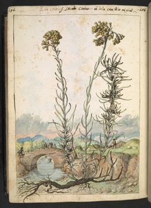 Helichrysum italicum: uma planta com botões amarelos, de "Pinturas da Flora dos Estados Romanos" de Gherardo Cibo, Acrescentar MS 22333, f176v, c.1564-84 (aquarela e guache sobre papel)