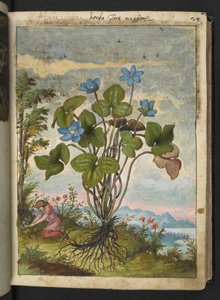 Hepatica nobilis: uma planta com pétalas azuis e uma pessoa cavando ou falando estacas, de "Pinturas da Flora dos Estados Romanos" de Gherardo Cibo, Add MS 22333, f032r, c.1564-84 (aquarela e guache sobre papel)