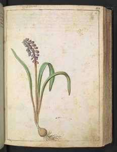 Jacinto, de "Pinturas da Flora dos Estados Romanos" de Gherardo Cibo, Acrescentar MS 22333, f060r, c.1564-84 (aquarela e guache sobre papel) de Gherardo Cibo