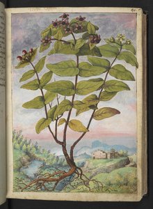 Hypericum hircinum, de "Pinturas da Flora dos Estados Romanos" de Gherardo Cibo, Acrescentar MS 22333, f034r, c.1564-84 (aquarela e guache sobre papel) de Gherardo Cibo