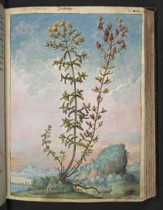 Hypericum perforatum, de "Pinturas de Flora dos Estados Romanos" de Gherardo Cibo, Acrescente MS 22333, f083r, c.1564-84 (aguarela e guache sobre papel) de Gherardo Cibo