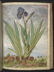 Iris germanica, de "Pinturas da Flora dos Estados Romanos" de Gherardo Cibo, Acrescentar MS 22333, f148r, c.1564-84 (aquarela e guache sobre papel) de Gherardo Cibo