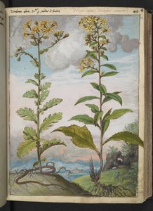 Jacobaeae vulgaris et Senecio ovatu, de "Pinturas da Flora dos Estados Romanos" de Gherardo Cibo, Add MS 22333, f046r, c.1564-84 (aquarela e guache sobre papel) de Gherardo Cibo