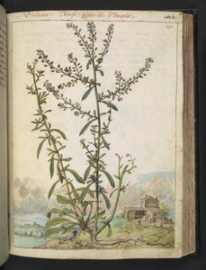 Lepidium graminifolium, de "Pinturas da Flora dos Estados Romanos" de Gherardo Cibo, Acrescentar MS 22333, f120r, c.1564-84 (aquarela e guache sobre papel) de Gherardo Cibo