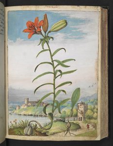 Lilium bulbiferum: Uma planta com pétalas vermelhas, de "Pinturas da Flora dos Estados Romanos" de Gherardo Cibo, Adicionar MS 22333, f080r, c.1564-84 (aquarela e guache sobre papel) de Gherardo Cibo