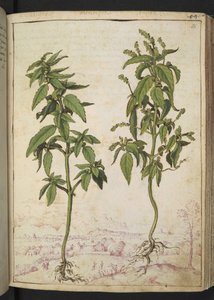 Mercurialis annua, de "Pinturas da Flora dos Estados Romanos" de Gherardo Cibo, Acrescentar MS 22333, f056r, c.1564-84 (aquarela e guache sobre papel) de Gherardo Cibo