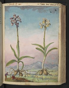 Orquídeas pallens: Duas plantas floridas, de "Pinturas de Flora dos Estados Romanos" de Gherardo Cibo, Acrescente MS 22333, f064r, c.1564-84 (aguarela e guache sobre papel) de Gherardo Cibo