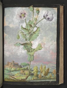 Papaver somniferum: Uma planta com pétalas brancas, de "Pinturas da Flora dos Estados Romanos" de Gherardo Cibo, Adicionar MS 22333, f108r, c.1564-84 (aquarela e guache sobre papel) de Gherardo Cibo