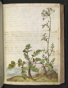 Pimpinella saxifraga, de "Pinturas da Flora dos Estados Romanos" de Gherardo Cibo, Acrescentar MS 22333, f101r, c.1564-84 (aquarela e guache sobre papel)