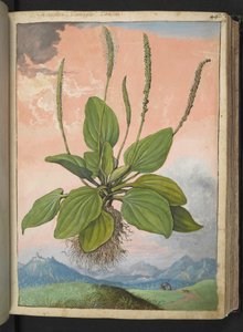 Plantago major, de "Pinturas de Flora dos Estados Romanos" de Gherardo Cibo, Acrescente MS 22333, f049r, c.1564-84 (aguarela e guache sobre papel)