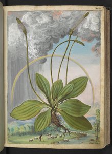 Mídia Plantago, de "Pinturas da Flora dos Estados Romanos" de Gherardo Cibo, Acrescentar MS 22333, f050r, c.1564-84 (aquarela e guache sobre papel)
