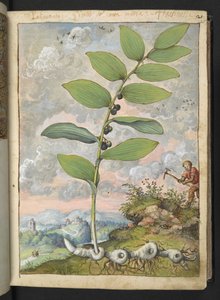 Polygonatum odoratum: Uma planta. Um homem com uma palheta, de "Pinturas da Flora dos Estados Romanos" de Gherardo Cibo, Acrescentar MS 22333, f025r, c.1564-84 (aquarela e guache sobre papel)